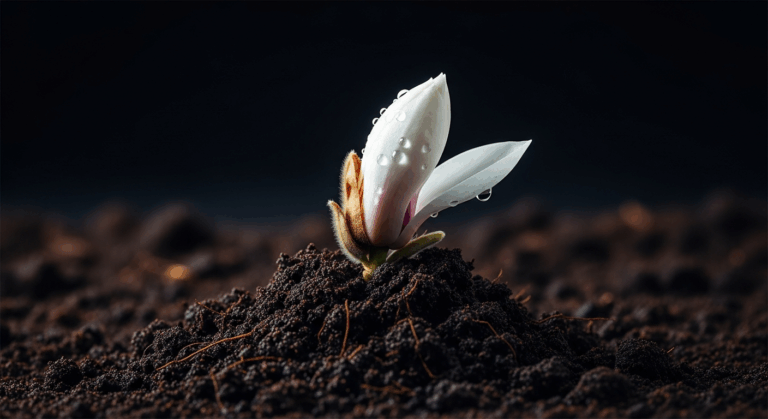 Magnolia sadzenie: Prosty sposób na kwitnący raj.