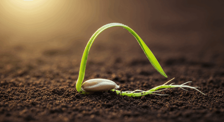 Zakładanie trawnika: szybko, łatwo i bez błędów!