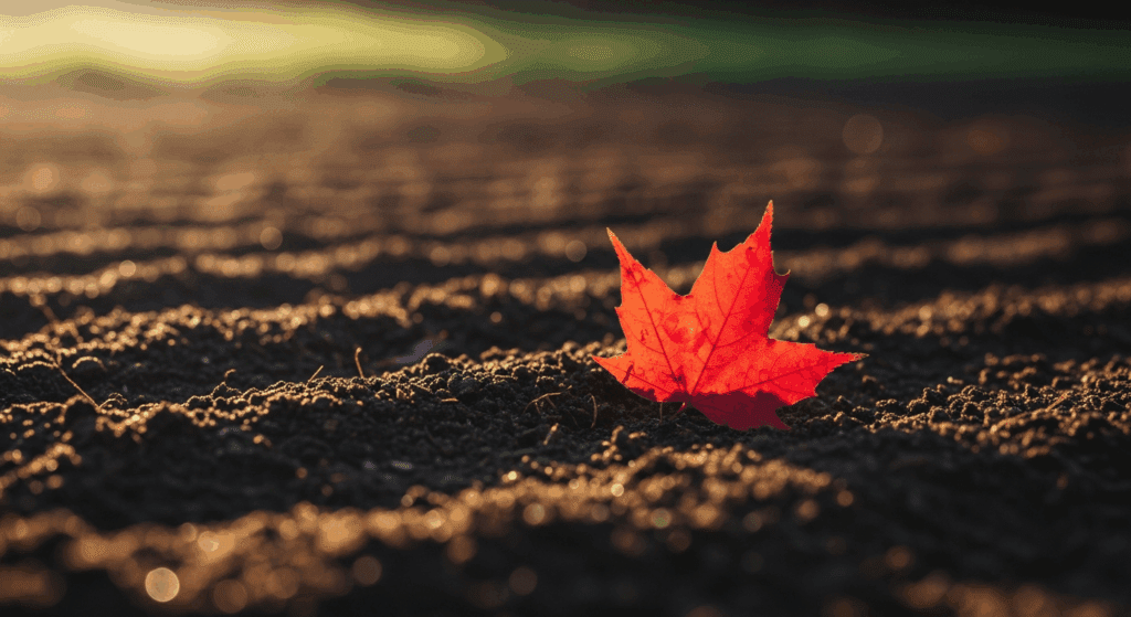 Jesienne prace w ogrodzie: Jak zadbać o rośliny przed zimą