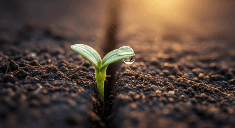 Sadzenie truskawek: Krok po Kroku do Obfitych Zbiorów