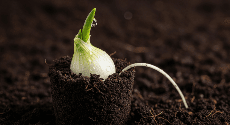 Cebula dymka sadzenie: Udana uprawa krok po kroku 2026