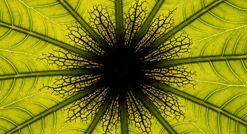 Czarna plamistość liści: Jak zwalczyć skutecznie?