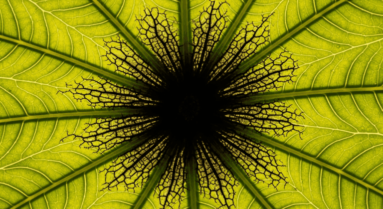 Czarna plamistość liści: Jak zwalczyć skutecznie?